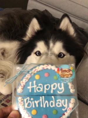 Long Haired Husky 1 China Tiktok Video